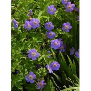 bodziszek Wallicha (Geranium wallichianum) Bloom Me Away- Świat bylin - sklep internetowy