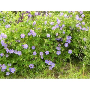 bodziszek Wallicha (Geranium wallichianum) Bloom Me Away- Świat bylin - sklep internetowy