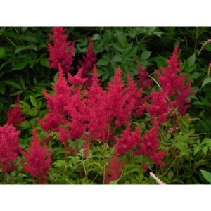 tawułka japońska (Astilbe japonica) Montgomery- Świat bylin - sklep internetowy