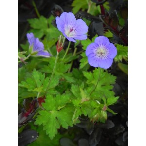 bodziszek Wallicha (Geranium wallichianum) Bloom Me Away- Świat bylin - sklep internetowy