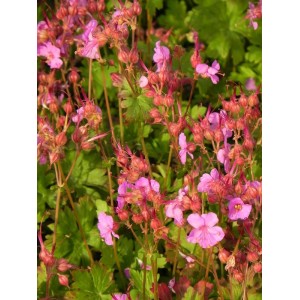 bodziszek kantabryjski (Geranium x cantabrigiense) Karmina- Świat bylin - sklep internetowy