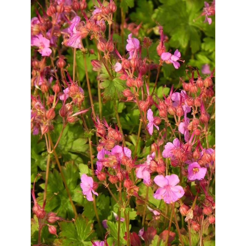 bodziszek kantabryjski (Geranium x cantabrigiense) Karmina- Świat bylin - sklep internetowy