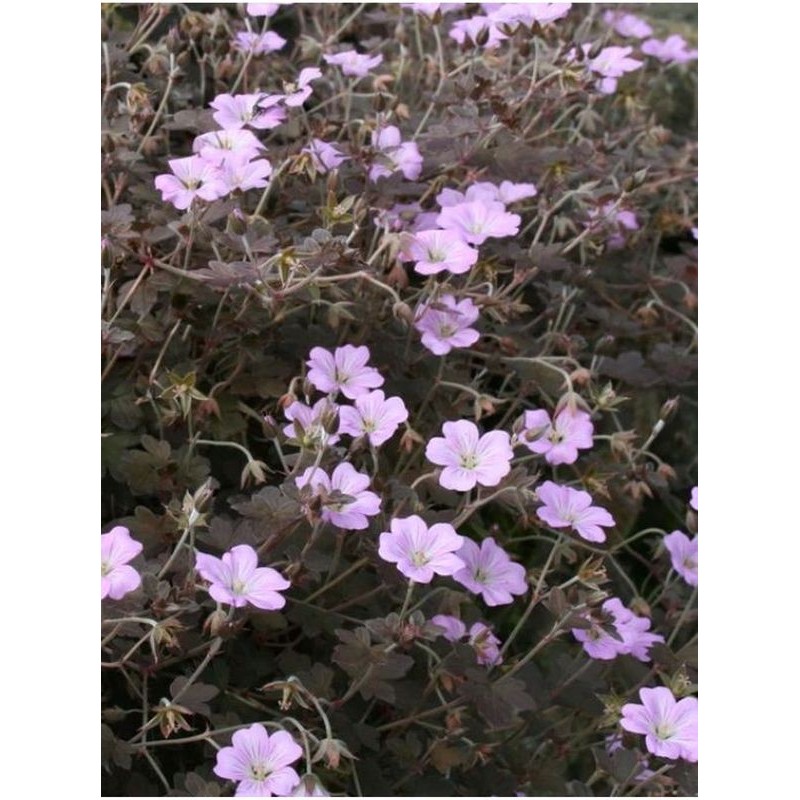 bodziszek mieszańcowy (Geranium x hybridum) Dusky Crug- Świat bylin - sklep internetowy