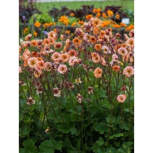 kuklik (Geum hybridum) Mai Tai- Świat bylin - sklep internetowy