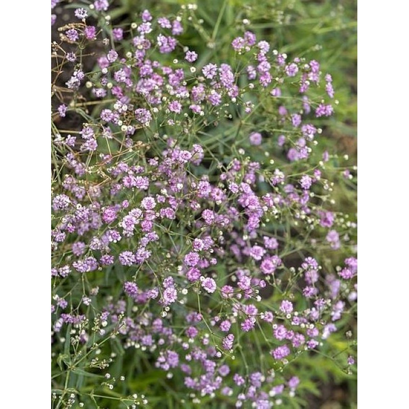 gipsówka ogrodowa (Gypsophila hybride) Rosenschleier- Świat bylin - sklep internetowy