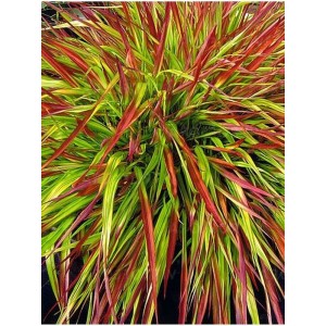 hakonechloa smukła (Hakonechloa macra) Mulled Wine- Świat bylin - sklep internetowy
