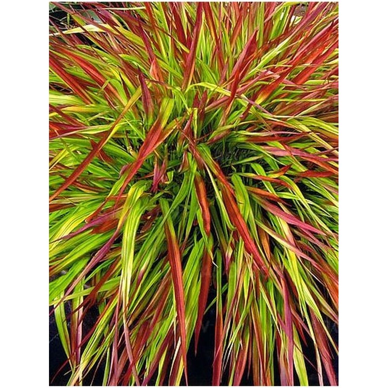hakonechloa smukła (Hakonechloa macra) Mulled Wine- Świat bylin - sklep internetowy