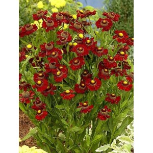 dzielżan jesienny (Helenium autumnale) Ruby Tuesday- Świat bylin - sklep internetowy