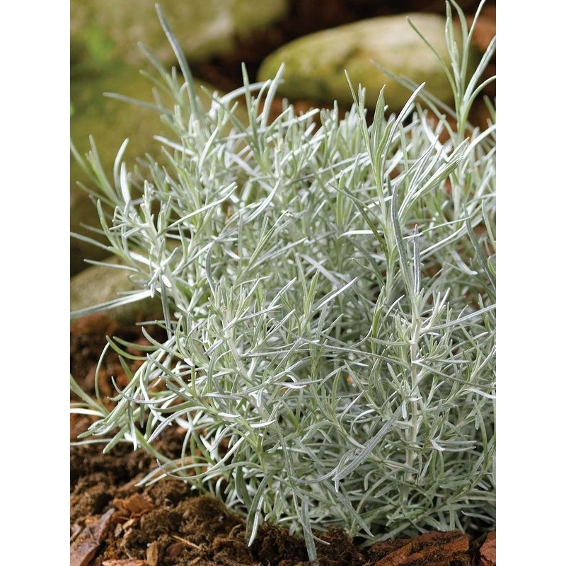 kocanka włoska (Helichrysum italicum) Compact Curry- Świat bylin - sklep internetowy