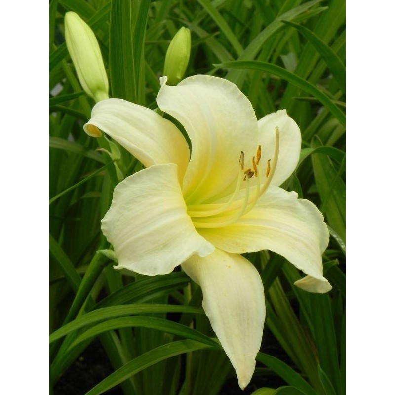 liliowiec ogrodowy (Hemerocallis hybrida) Arctic Snow- Świat bylin - sklep internetowy