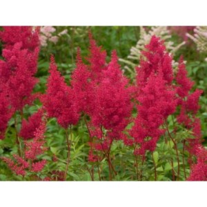 tawułka japońska (Astilbe japonica) Montgomery- Świat bylin - sklep internetowy