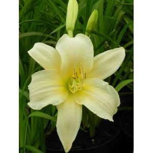 liliowiec ogrodowy (Hemerocallis hybrida) Arctic Snow- Świat bylin - sklep internetowy