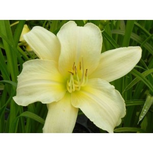 liliowiec ogrodowy (Hemerocallis hybrida) Arctic Snow- Świat bylin - sklep internetowy
