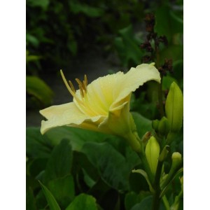 liliowiec ogrodowy (Hemerocallis hybrida) Arctic Snow- Świat bylin - sklep internetowy