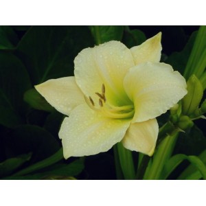liliowiec ogrodowy (Hemerocallis hybrida) Arctic Snow- Świat bylin - sklep internetowy