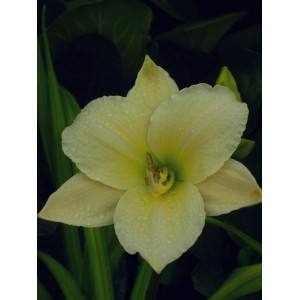 liliowiec ogrodowy (Hemerocallis hybrida) Arctic Snow- Świat bylin - sklep internetowy