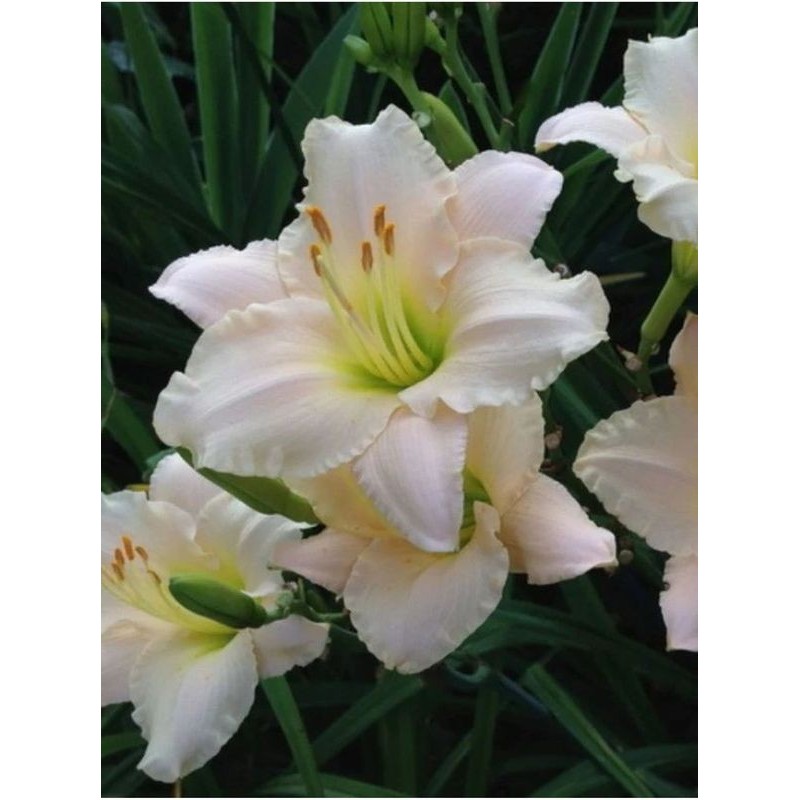 liliowiec ogrodowy (Hemerocallis hybrida) Lullaby baby- Świat bylin - sklep internetowy