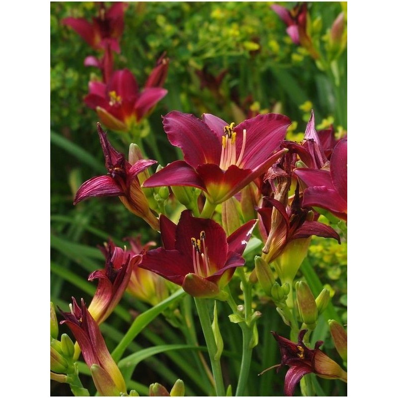 liliowiec ogrodowy (Hemerocallis hybrida) Pardon Me- Świat bylin - sklep internetowy