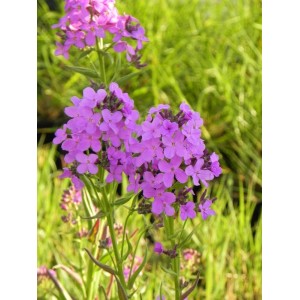 wieczornik damski (Hesperis matronalis) - Świat bylin - sklep internetowy