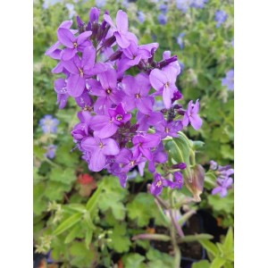 wieczornik damski (Hesperis matronalis) - Świat bylin - sklep internetowy