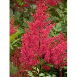 tawułka japońska (Astilbe japonica) Montgomery- Świat bylin - sklep internetowy