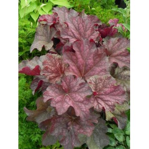żurawka ogrodowa (Heuchera x hybrida) Berry Smooth- Świat bylin - sklep internetowy
