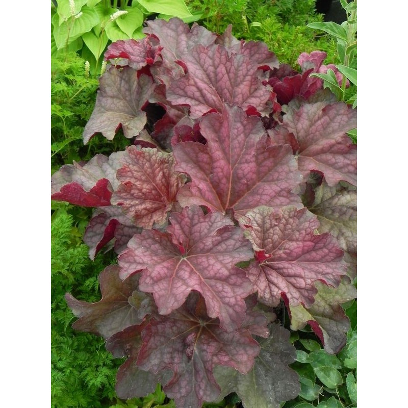 żurawka ogrodowa (Heuchera x hybrida) Berry Smooth- Świat bylin - sklep internetowy