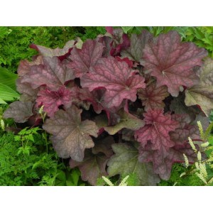 żurawka ogrodowa (Heuchera x hybrida) Berry Smooth- Świat bylin - sklep internetowy