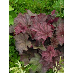 żurawka ogrodowa (Heuchera x hybrida) Berry Smooth- Świat bylin - sklep internetowy
