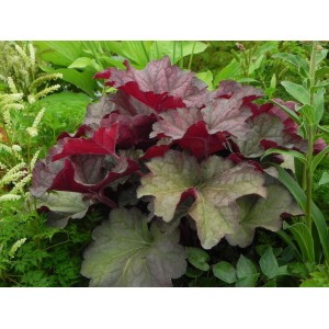 żurawka ogrodowa (Heuchera x hybrida) Berry Smooth- Świat bylin - sklep internetowy