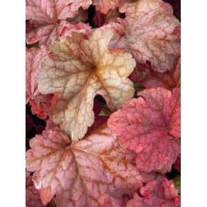 żurawka ogrodowa (Heuchera x hybrida) Berry Smooth- Świat bylin - sklep internetowy