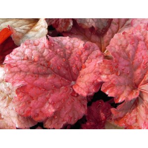 żurawka ogrodowa (Heuchera x hybrida) Berry Smooth- Świat bylin - sklep internetowy