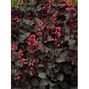 żurawka ogrodowa (Heuchera x hybrida) Black Forest Cake- Świat bylin - sklep internetowy
