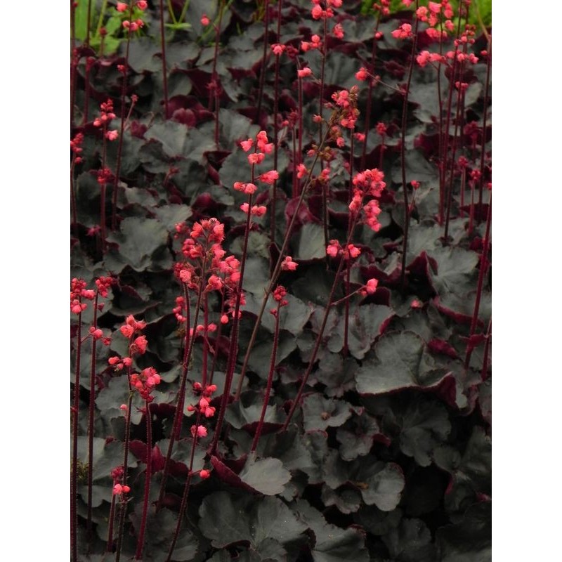 żurawka ogrodowa (Heuchera x hybrida) Black Forest Cake- Świat bylin - sklep internetowy