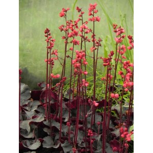 żurawka ogrodowa (Heuchera x hybrida) Black Forest Cake- Świat bylin - sklep internetowy