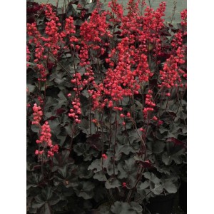 żurawka ogrodowa (Heuchera x hybrida) Black Forest Cake- Świat bylin - sklep internetowy