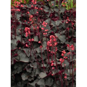 żurawka ogrodowa (Heuchera x hybrida) Black Forest Cake- Świat bylin - sklep internetowy