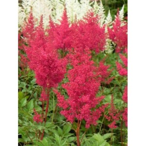 tawułka japońska (Astilbe japonica) Montgomery- Świat bylin - sklep internetowy