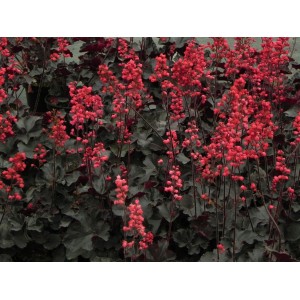 żurawka ogrodowa (Heuchera x hybrida) Black Forest Cake- Świat bylin - sklep internetowy