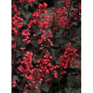 żurawka ogrodowa (Heuchera x hybrida) Black Forest Cake- Świat bylin - sklep internetowy