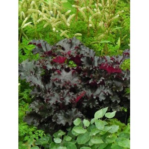 żurawka ogrodowa (Heuchera x hybrida) Black Tafetta- Świat bylin - sklep internetowy