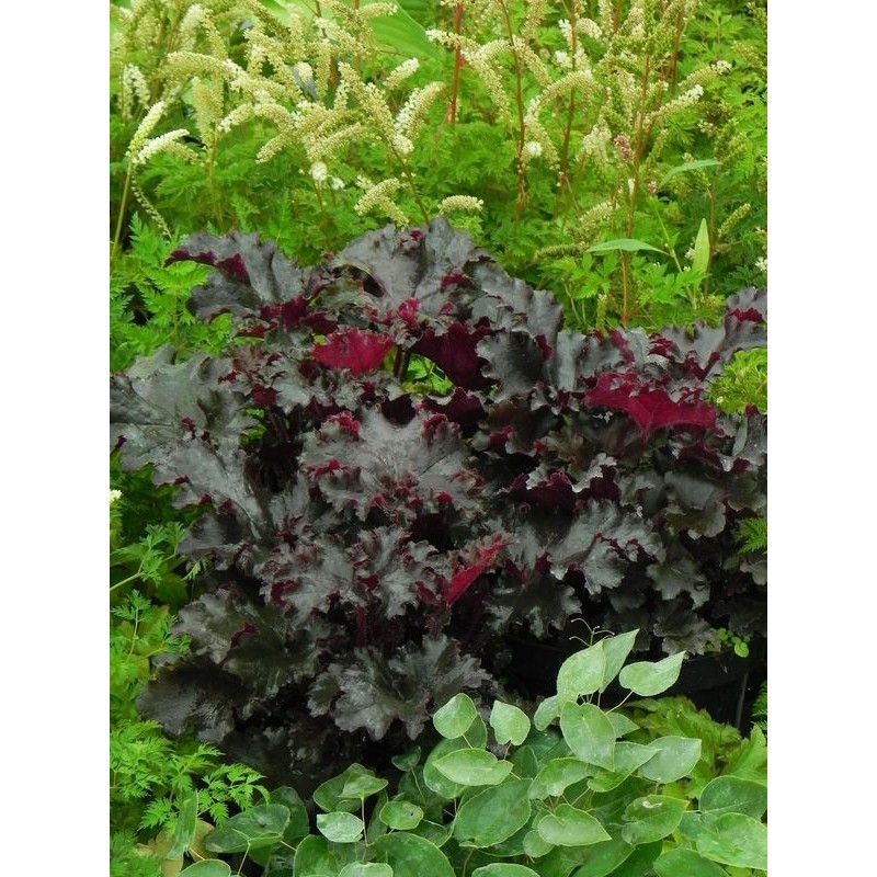 żurawka ogrodowa (Heuchera x hybrida) Black Tafetta- Świat bylin - sklep internetowy