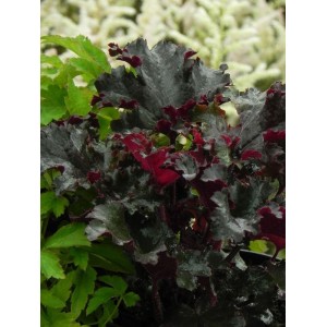 żurawka ogrodowa (Heuchera x hybrida) Black Tafetta- Świat bylin - sklep internetowy
