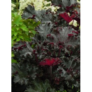 żurawka ogrodowa (Heuchera x hybrida) Black Tafetta- Świat bylin - sklep internetowy