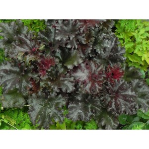żurawka ogrodowa (Heuchera x hybrida) Black Tafetta- Świat bylin - sklep internetowy