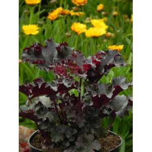 żurawka ogrodowa (Heuchera x hybrida) Black Tafetta- Świat bylin - sklep internetowy