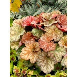 żurawka ogrodowa (Heuchera x hybrida) Changeling- Świat bylin - sklep internetowy