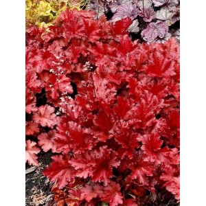 żurawka ogrodowa (Heuchera x hybrida) Forever Red- Świat bylin - sklep internetowy
