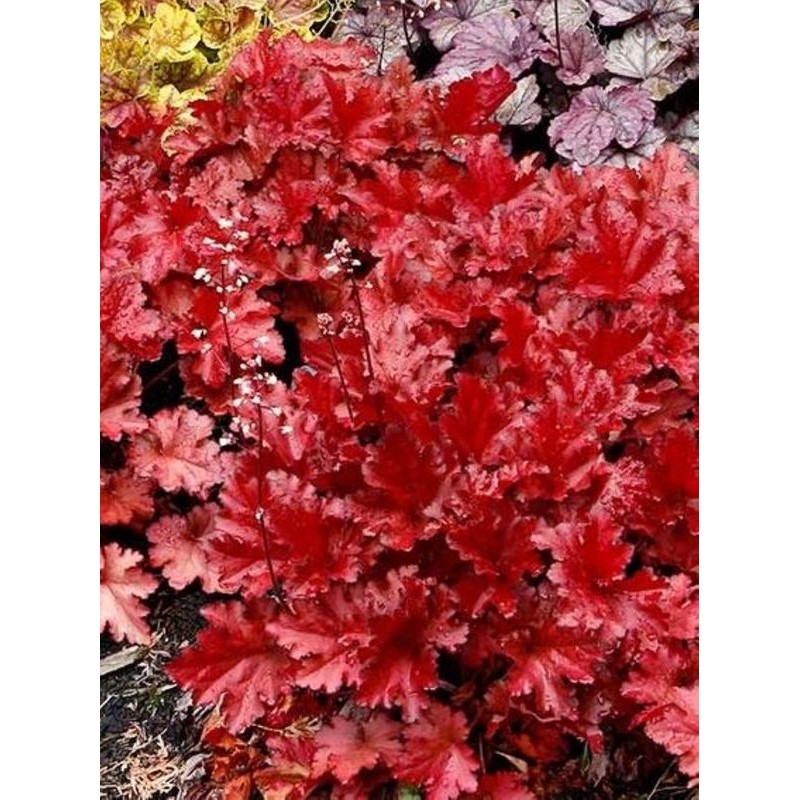 żurawka ogrodowa (Heuchera x hybrida) Forever Red- Świat bylin - sklep internetowy