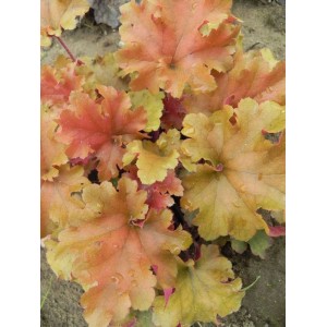 żurawka ogrodowa (Heuchera x hybrida) Marmalade- Świat bylin - sklep internetowy